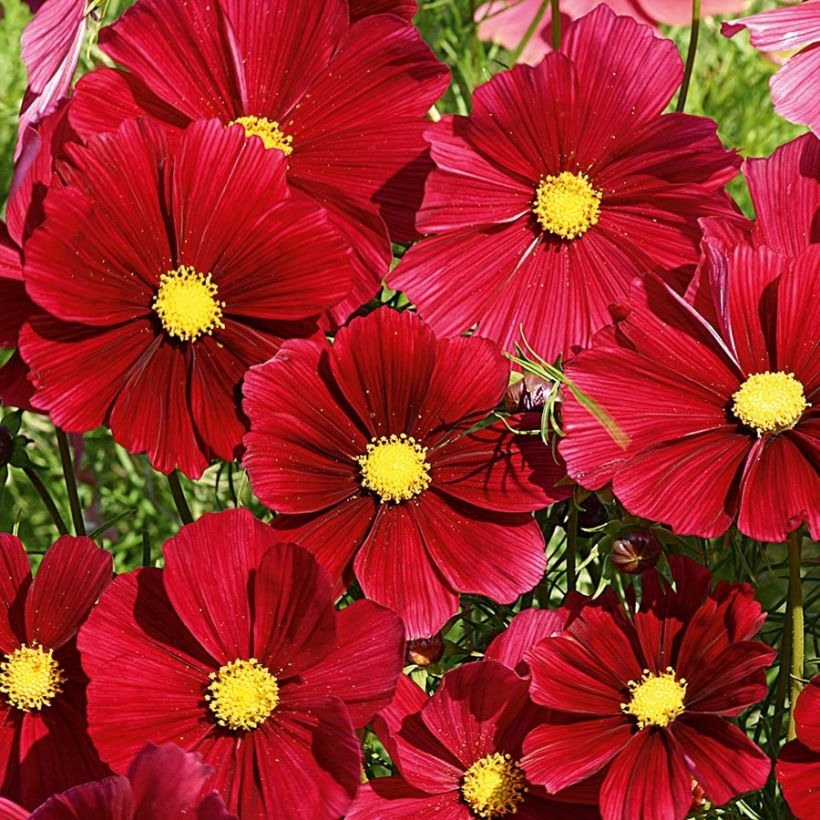Cosmos Rubenza rouge carmin Mini-mottes (Flowering)