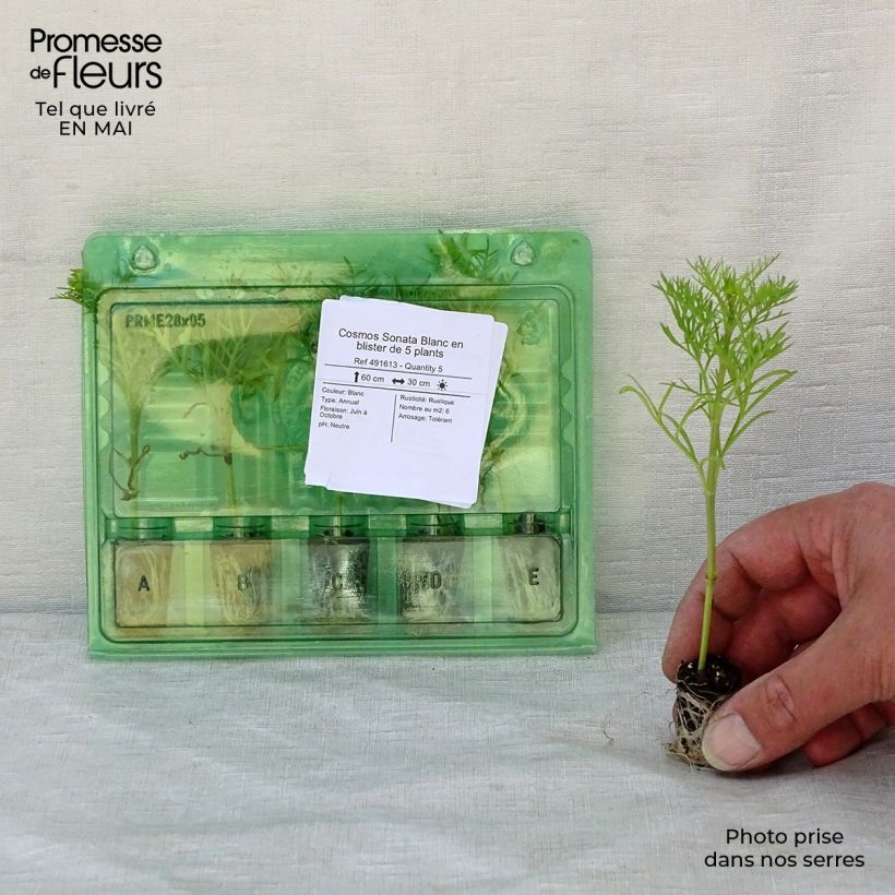 Example of Cosmos Sonata Blanc Mini-motte Ø 1,5/2,5 cm, Livré en plant vert de 5 à 10 cm de hauteur as you get in printemps