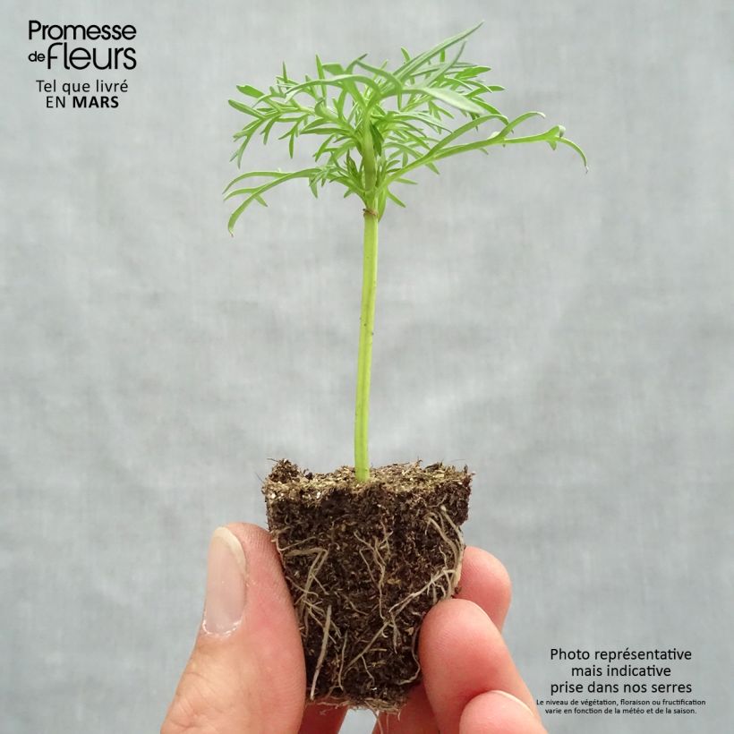 Example of Cosmos Sonata Blanc Jardimotte : motte 3,8 cm x 3,2 cm en plaque de culture par 16 as you get in printemps