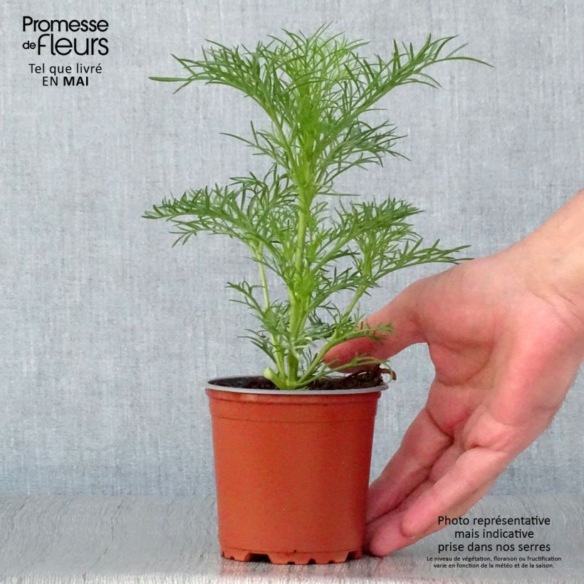 Example of Cosmos Sonata Blanc Pot de 10 cm/11cm as you get in printemps