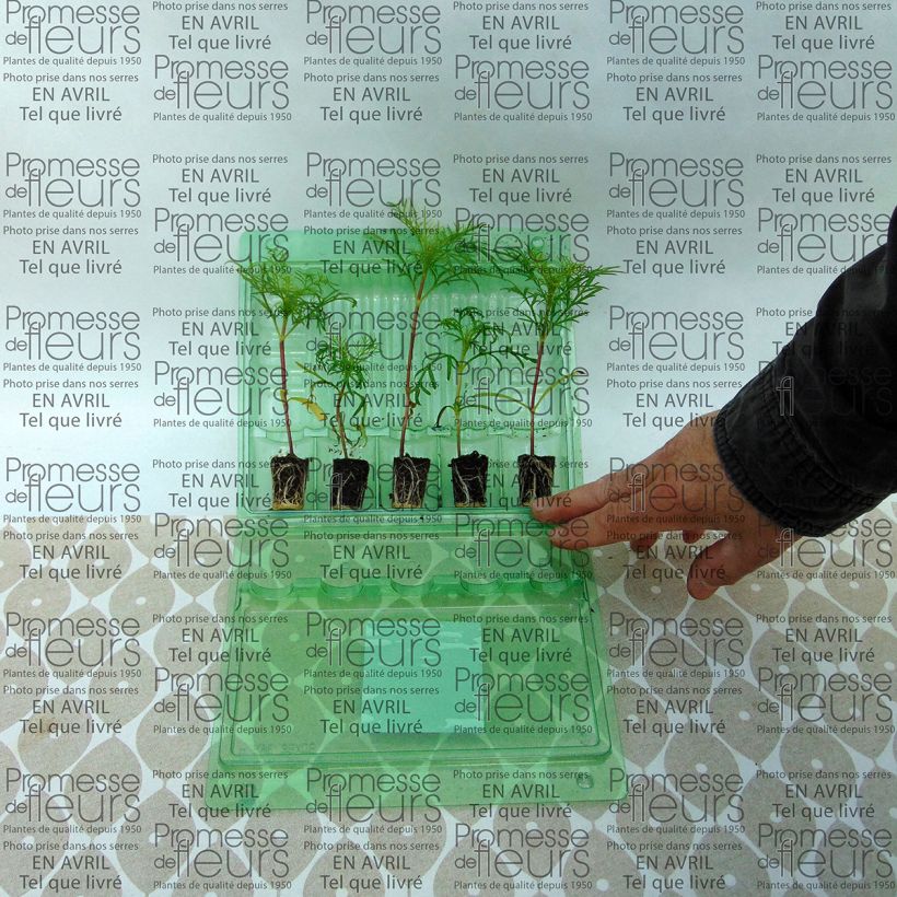 Example of Cosmos Sonata Carmin Mini-motte Ø 3/4 cm, Livré en plant vert de 5 à 10 cm de hauteur as you get