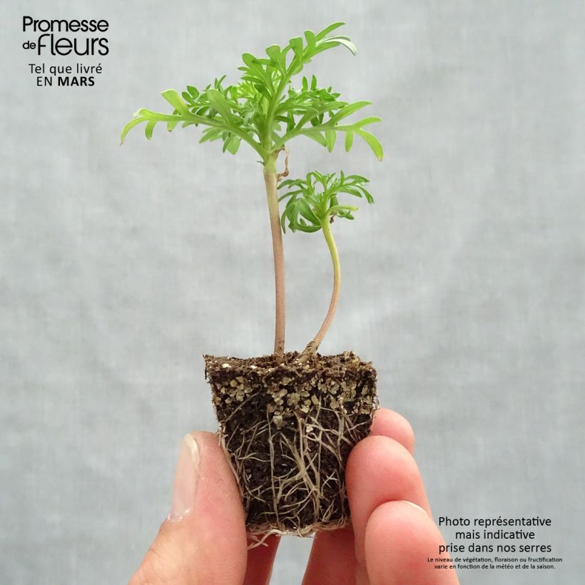 Example of Cosmos Sonata Rose Clair Jardimotte : motte 3,8 cm x 3,2 cm en plaque de culture par 16 as you get in printemps