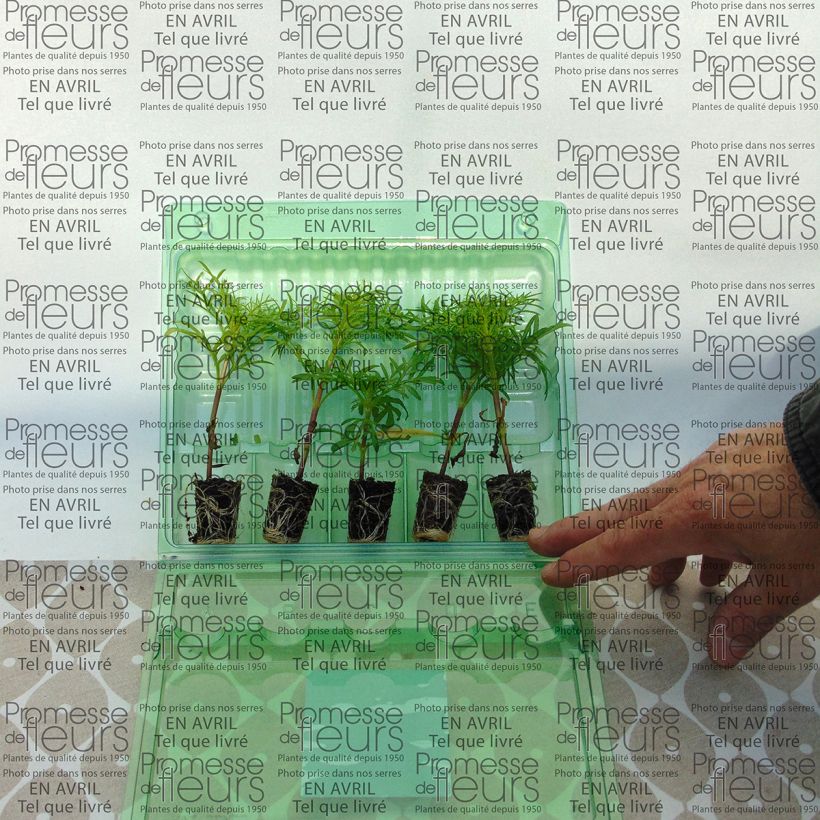 Example of Cosmos Sonata Rose clair à centre foncé Mini-motte Ø 3/4 cm, Livré en plant vert de 5 à 10 cm de hauteur as you get