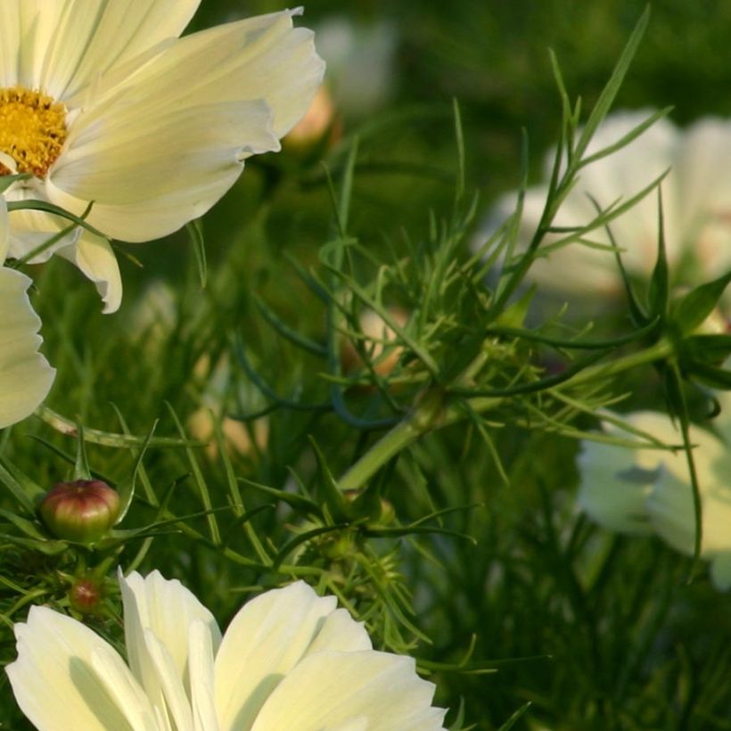 Cosmos Xanthos jaune Mini-mottes (Foliage)