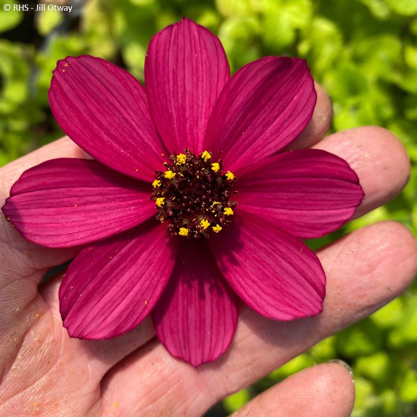Cosmos Cherry Chocolate (Flowering)