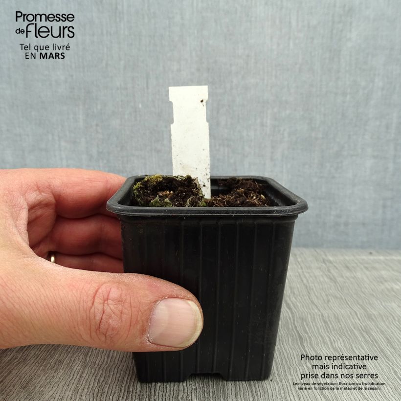 Example of Cosmos atrosanguineus Chocamocha - Cosmos chocolat Godet de 7/8 cm as you get in printemps