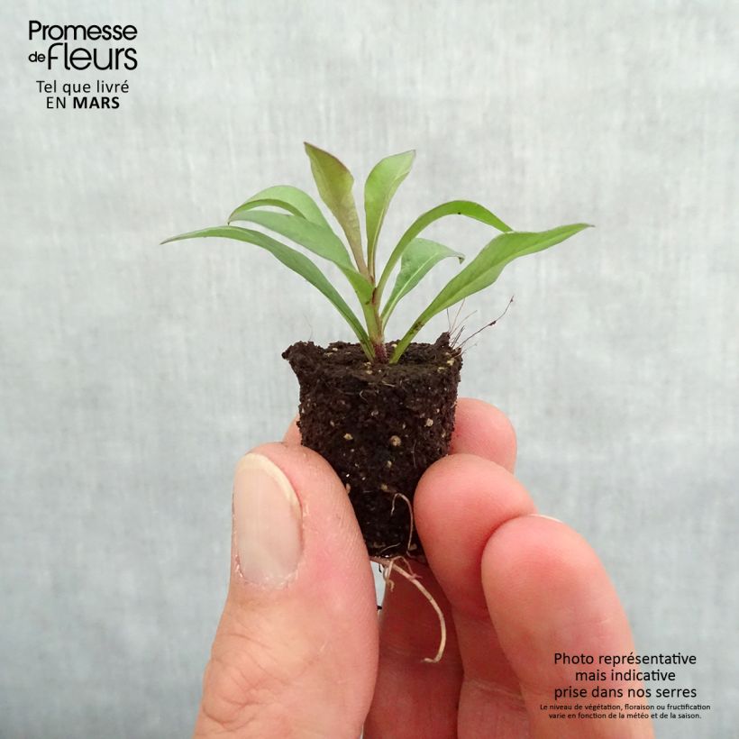 Example of Cosmos atrosanguineus Chocamocha - Cosmos chocolat Mini-motte Ø 1,5/2,5 cm, Plant vert de 5 à 10 cm de hauteur as you get in printemps