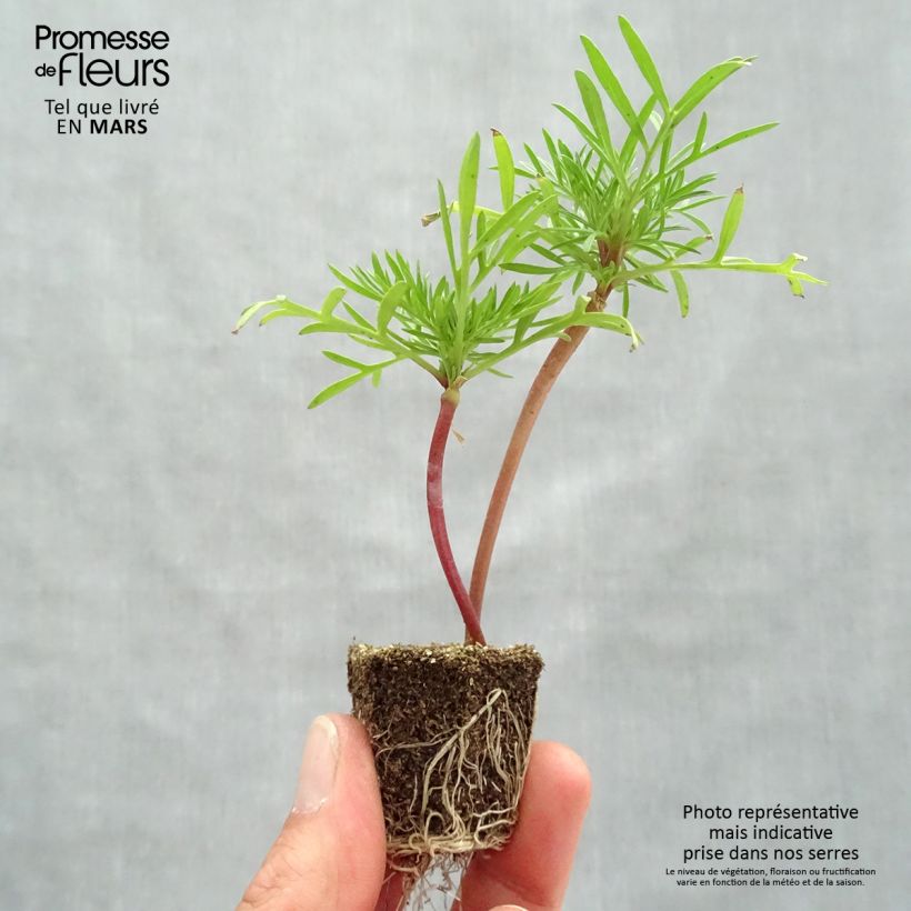 Example of Cosmos bipinatus Double Click en mélange Jardimotte : motte 3,8 cm x 3,2 cm en plaque de culture par 16 as you get in printemps