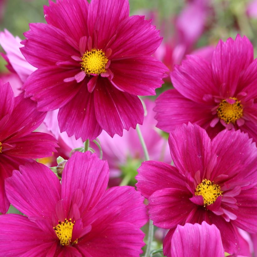 Graines de Cosmos Fandango - Cosmos bipinnatus (Floraison)