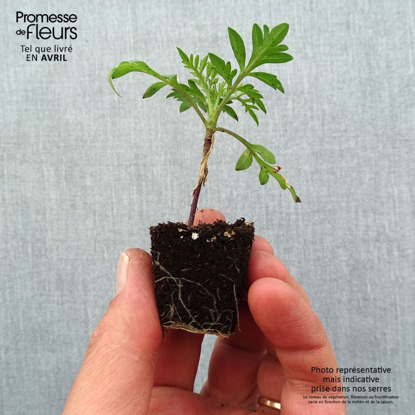 Spécimen de Cosmos sulphureus Mandarin - Cosmos soufré orange Mini-motte Ø 3/4 cm, Livré en plant vert de 5 à 10 cm de hauteur tel que livré au printemps