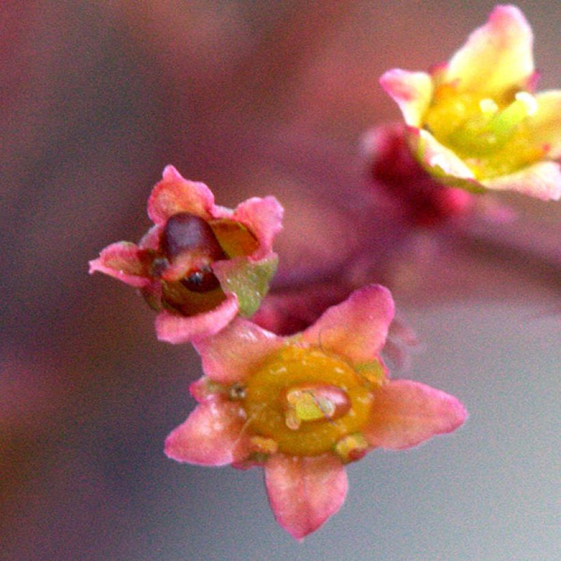 Cotinus Grace - Arbre à perruque (Flowering)