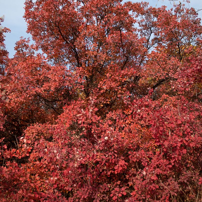 Cotinus Grace - Arbre à perruque (Plant habit)
