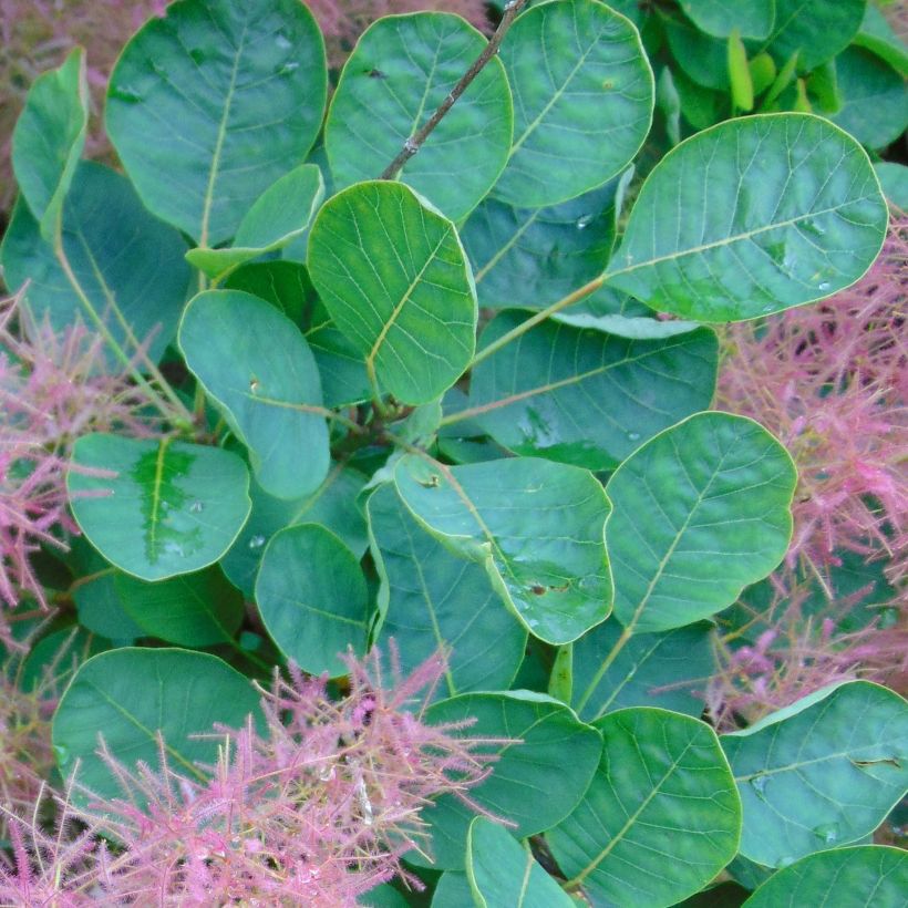 Cotinus Smokey Joe - Arbre à perruque (Foliage)