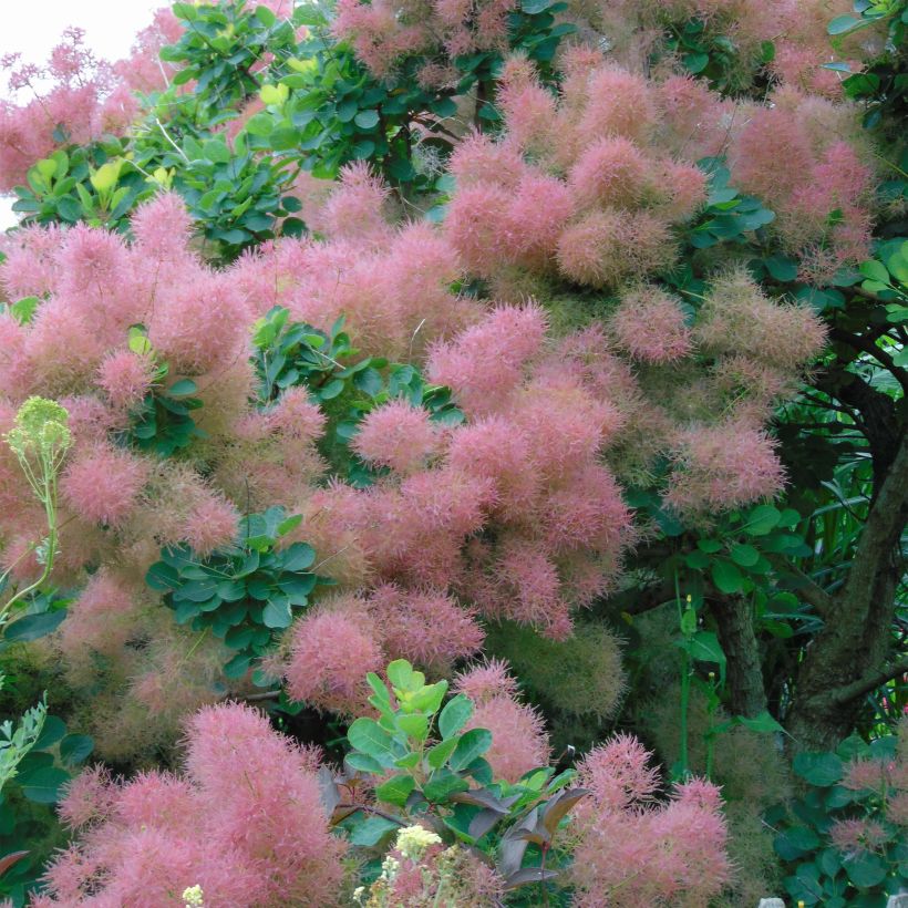 Cotinus Smokey Joe - Arbre à perruque (Flowering)