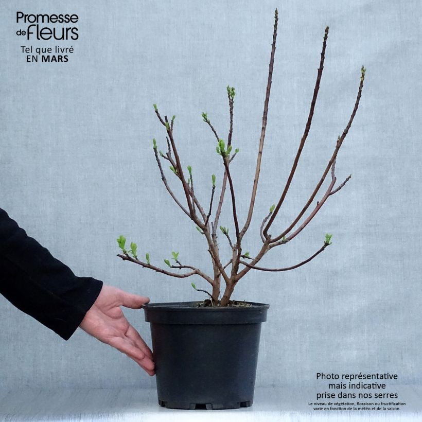Example of Cotinus Smokey Joe - Arbre à perruque Pot de 3L/4L as you get in printemps