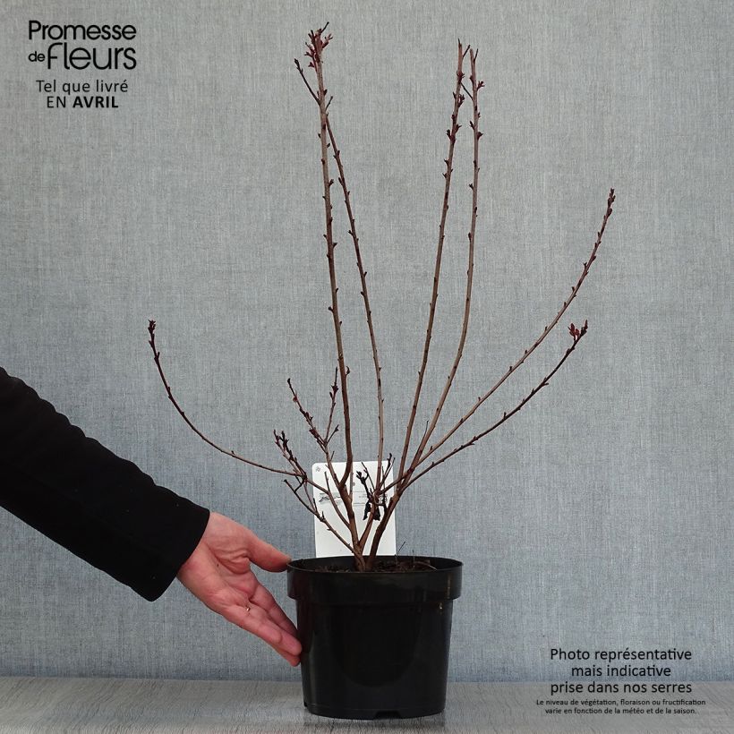 Example of Cotinus coggygria Dusky Maiden - Arbre à Perruques Pot de 3L/4L as you get in printemps