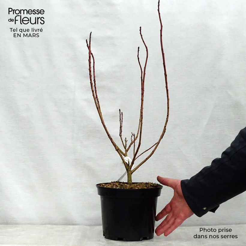 Example of Cotinus coggygria Flamissimo - Arbre à perruque Pot de 3L/4L as you get in printemps