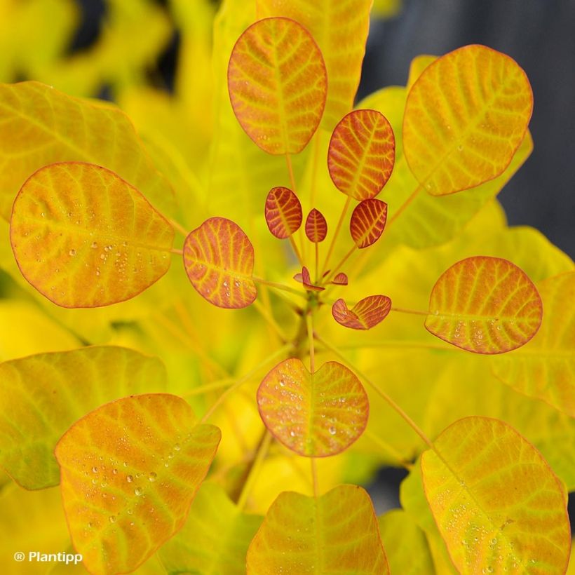 Cotinus coggygria Golden Lady - Arbre à perruque (Foliage)