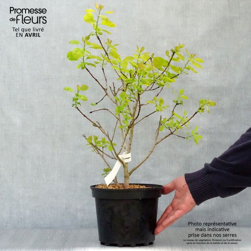 Example of Cotinus coggygria Golden Lady - Arbre à perruque Pot de 3L/4L as you get in printemps