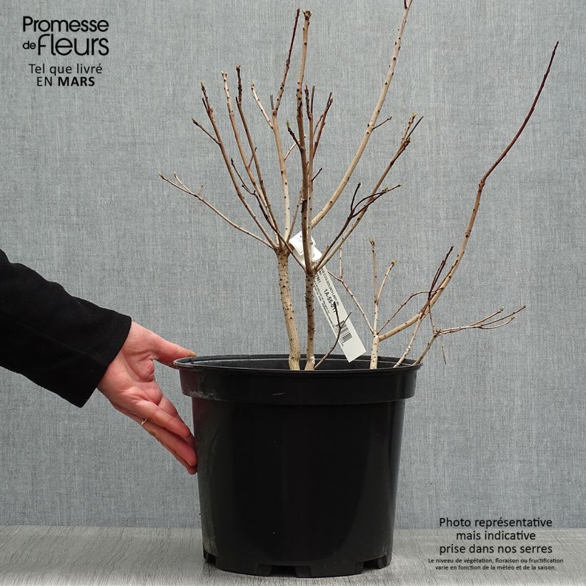 Example of Cotinus coggygria Golden Lady - Arbre à perruque Pot de 7,5L/10L as you get in printemps