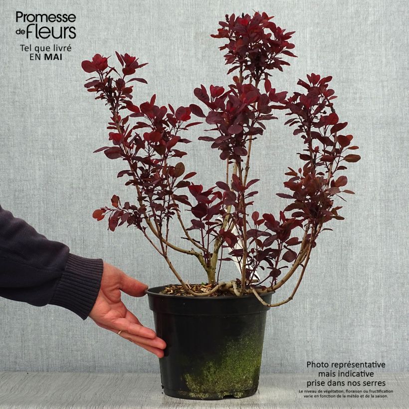 Example of Cotinus coggygria Lilla - Arbre à perruque nain. Pot de 3L/4L as you get in printemps