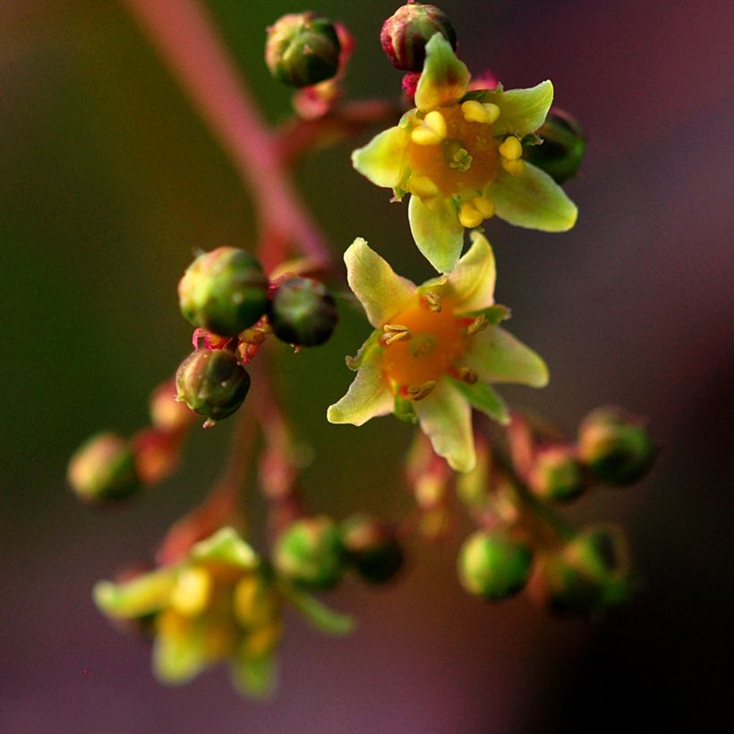 Cotinus coggygria Lilla - Arbre à perruque nain. (Flowering)