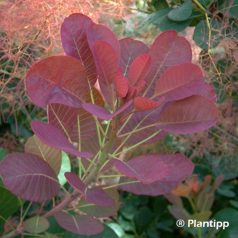 Cotinus coggygria Red Spirit - Arbre à perruque (Foliage)