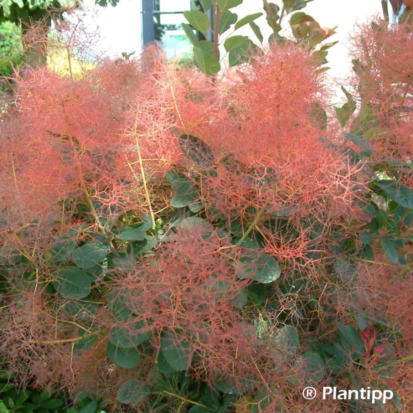 Cotinus coggygria Red Spirit - Arbre à perruque (Flowering)