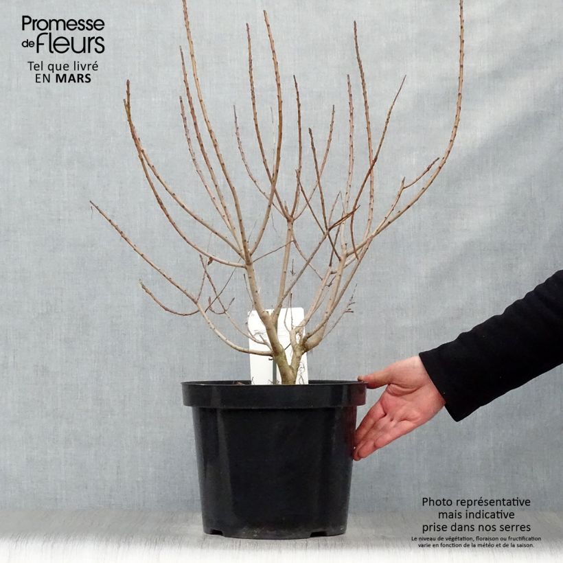 Example of Cotinus coggygria Young Lady - Arbre à Perruque Pot de 6L/7L as you get in printemps