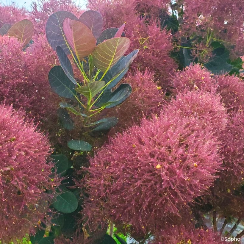 Cotinus coggygria Magical Torch - Arbre à perruque (Floraison)