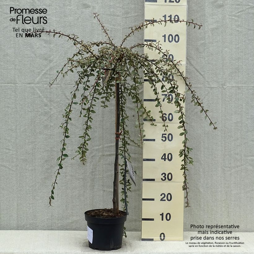 Spécimen de Cotoneaster suecicus Juliette Pot de 4L/5L, Tige, Tige de 60 cm tel que livré au printemps