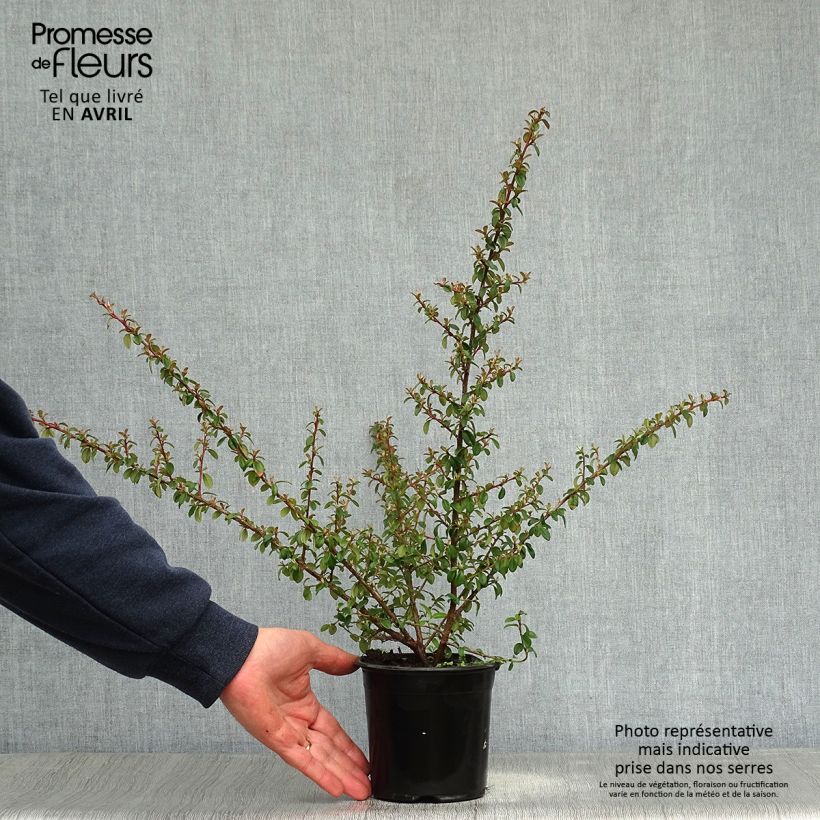 Example of Cotonéaster suecicus Skogholm Pot de 1L/1,5L as you get in printemps