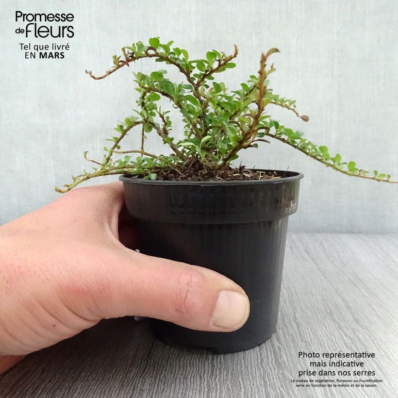 Spécimen de Cotoneaster adpressus Little Gem Pot de 10 cm/11cm tel que livré au printemps