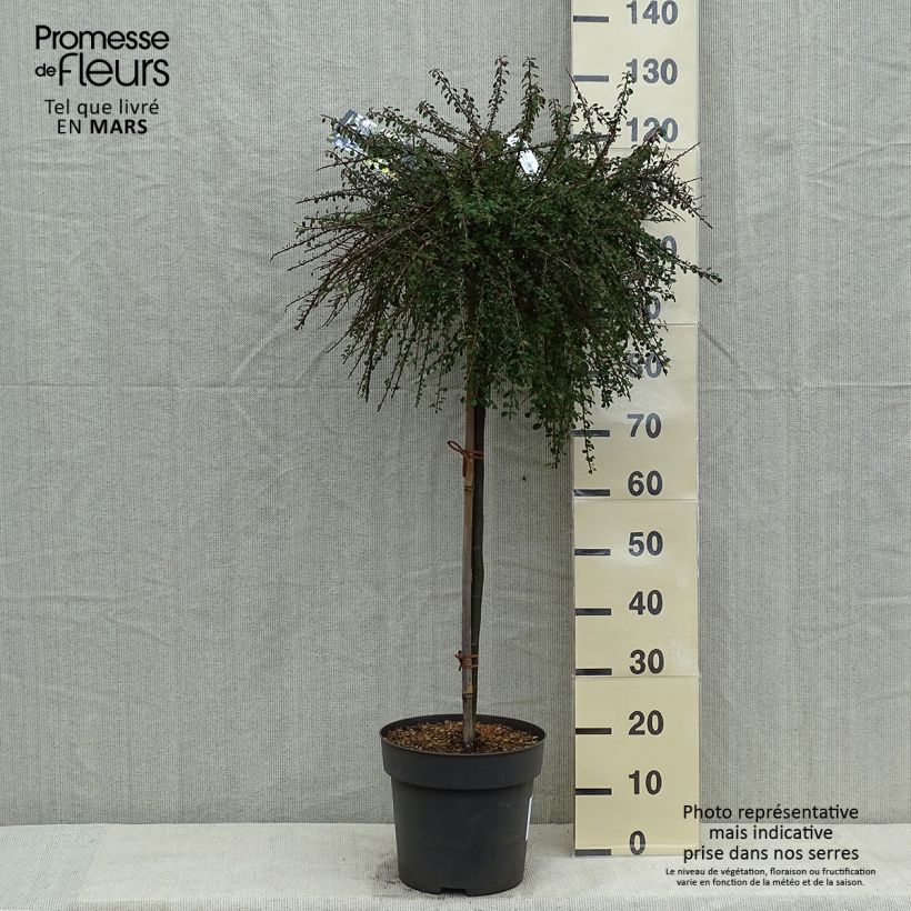 Spécimen de Cotoneaster congestus Pot de 7,5L/10L, Tige, Tige de 80 tel que livré au printemps