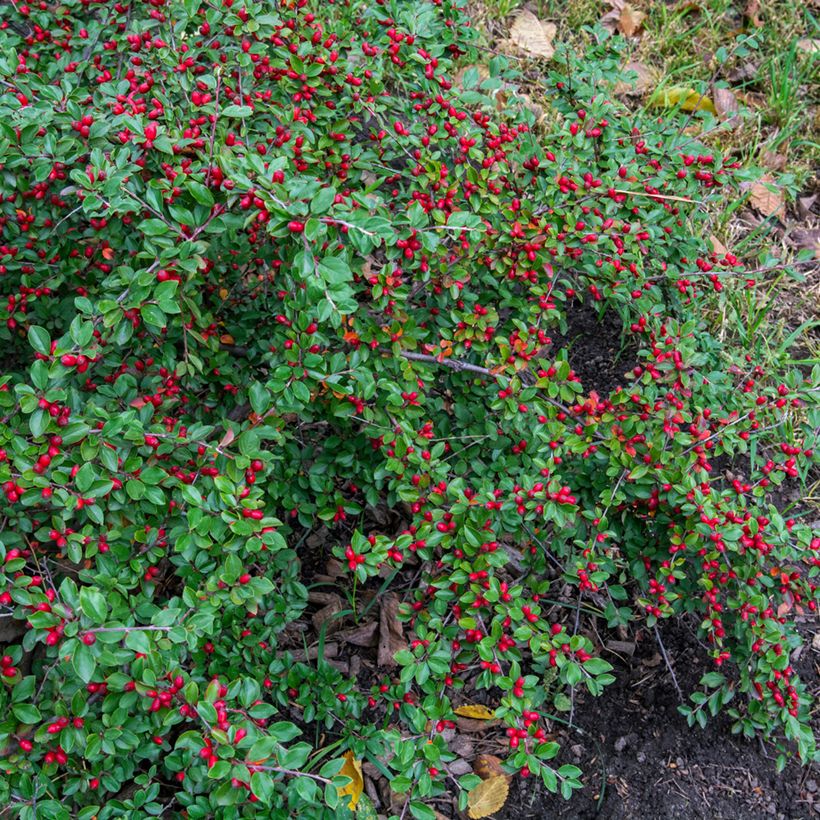 Cotoneaster dammeri - Cotoneaster de Dammer (Plant habit)