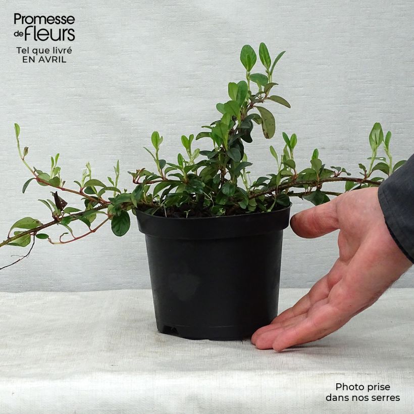 Example of Cotoneaster dammeri - Cotoneaster de Dammer Pot de 1L/1,5L as you get in printemps