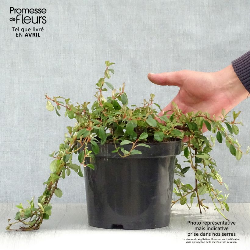 Example of Cotoneaster dammeri - Cotoneaster de Dammer Pot de 2L/3L as you get in printemps