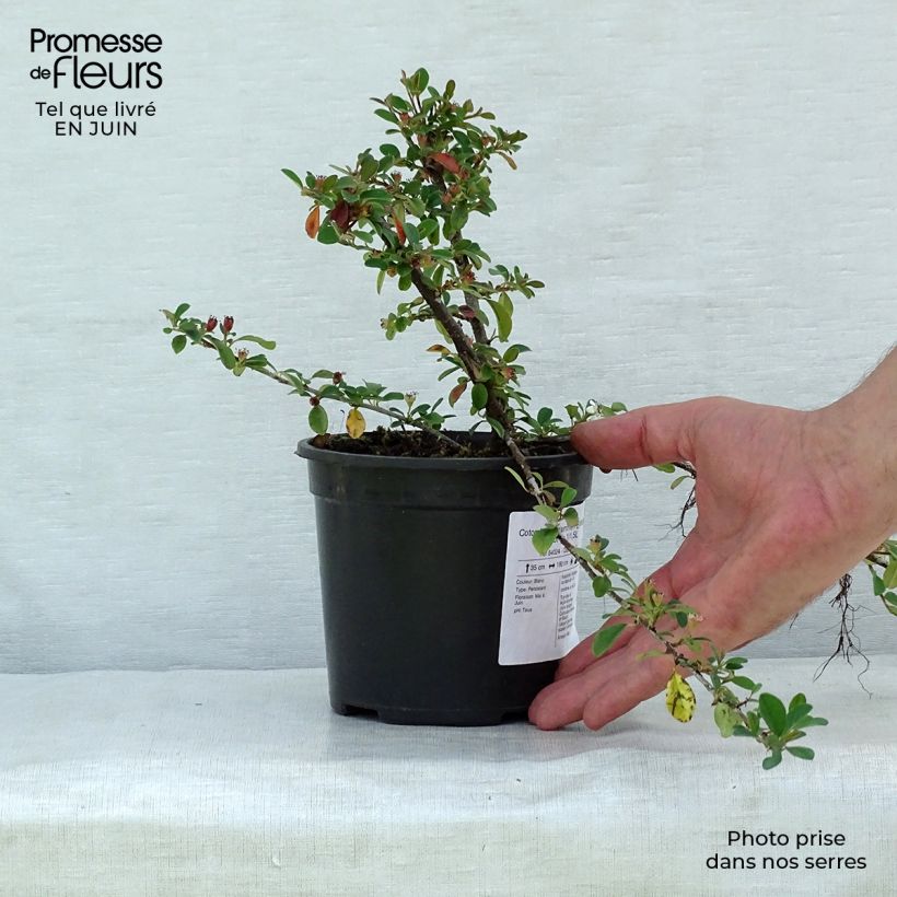 Spécimen de Cotonéaster dammeri Eichholz Pot de 1L/1,5L tel que livré en été