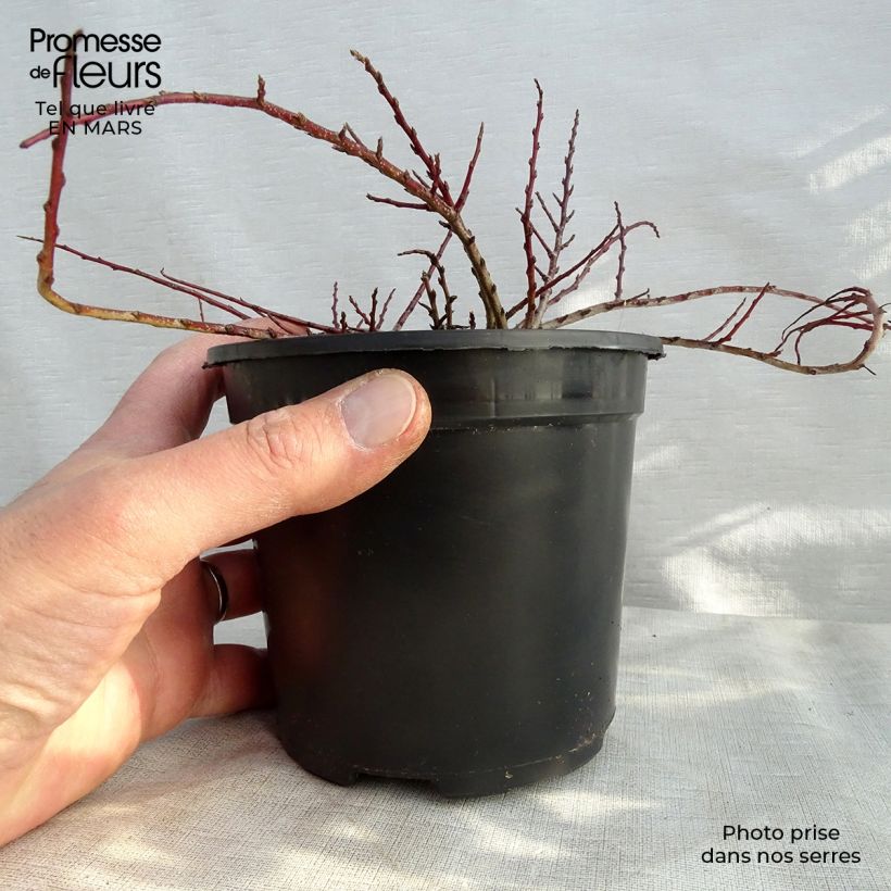 Example of Cotonéaster dammeri Eichholz Pot de 1L/1,5L as you get in printemps
