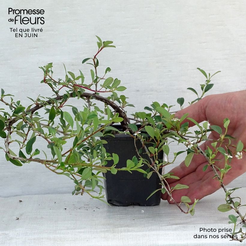 Spécimen de Cotonéaster dammeri Eichholz Godet de 8/9 cm tel que livré en été