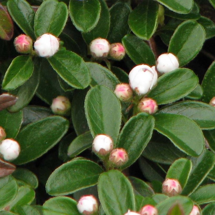 Cotoneaster dammeri Evergreen - Cotoneaster de Dammer (Foliage)
