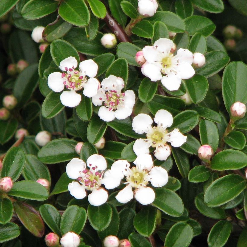 Cotoneaster dammeri Evergreen - Cotoneaster de Dammer (Flowering)