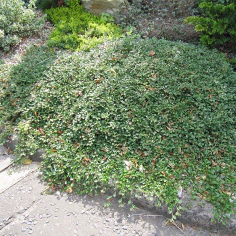 Cotoneaster dammeri Evergreen - Cotoneaster de Dammer (Plant habit)