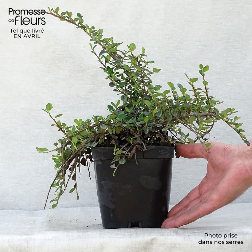 Example of Cotoneaster dammeri Evergreen - Cotoneaster de Dammer Pot de 2L/3L as you get in printemps