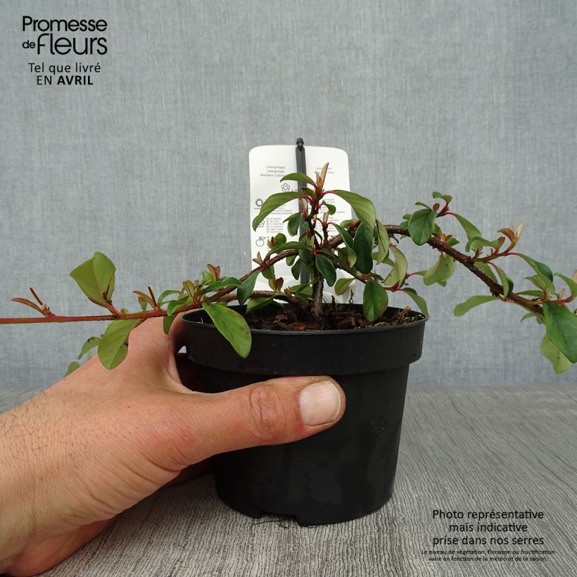 Example of Cotoneaster dammeri Major Pot de 1L/1,5L as you get in printemps