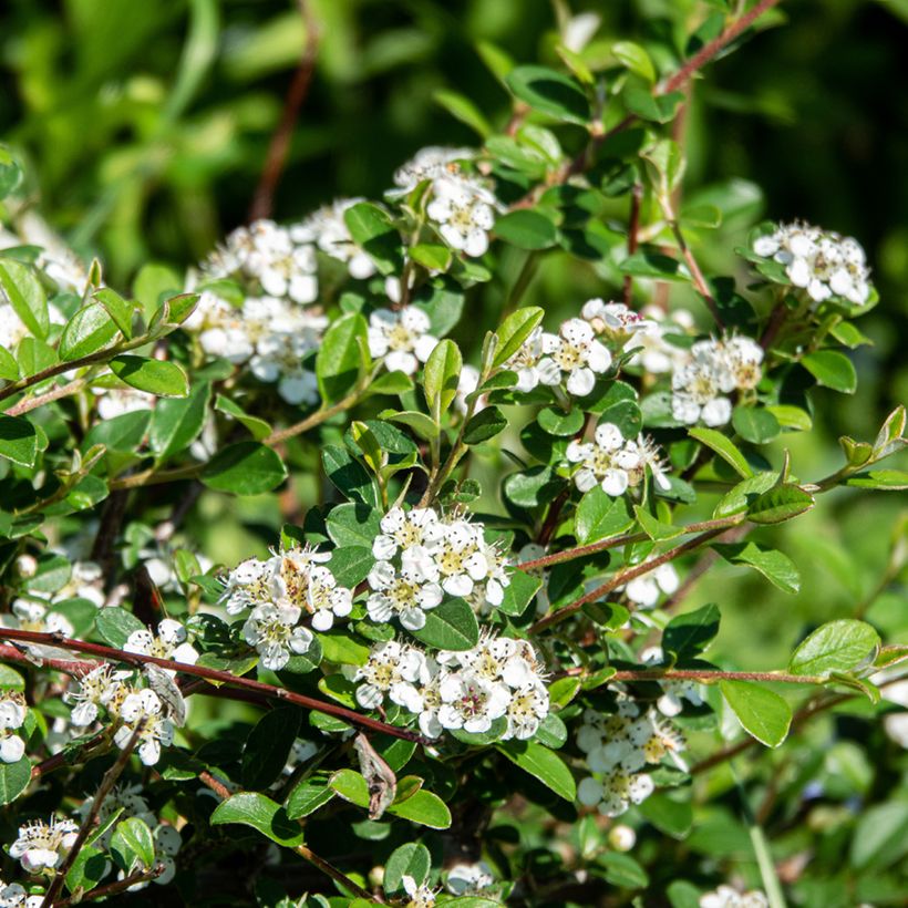 Cotoneaster dammeri Major (Flowering)