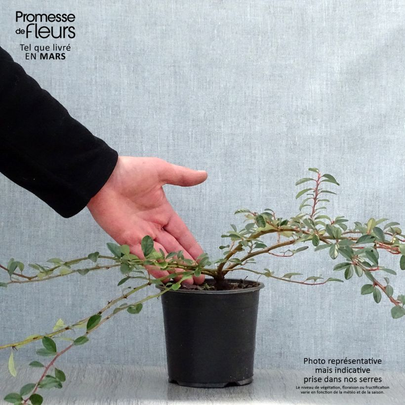 Example of Cotoneaster dammeri Miranda Pot de 1L/1,5L as you get in printemps