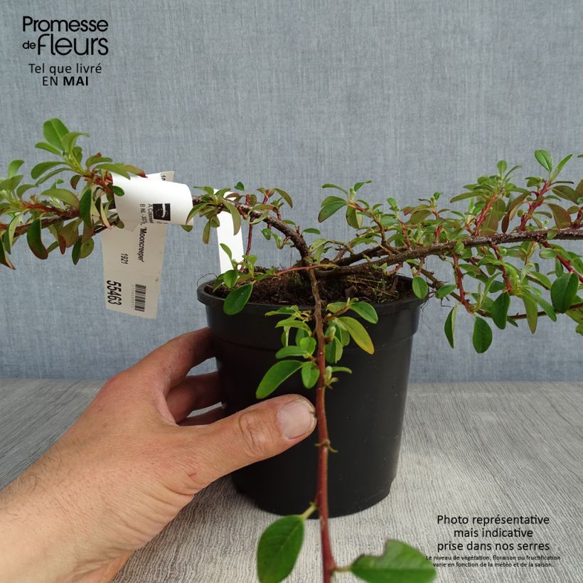 Example of Cotoneaster dammeri Mooncreeper Pot de 1L/1,5L as you get in printemps