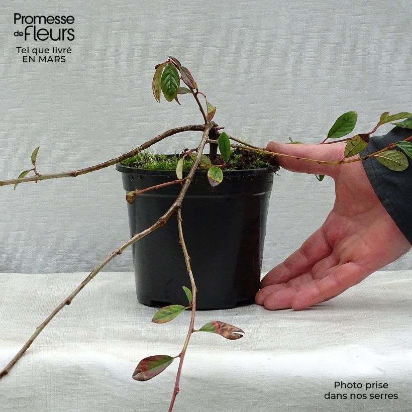 Example of Cotoneaster dammeri Schoon Pot de 1L/1,5L as you get in printemps