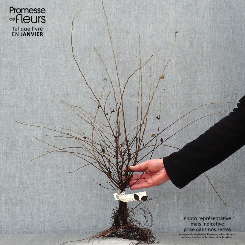 Spécimen de Cotoneaster dielsianus (elegans) - Cotonéaster de Diels Racines nues tel que livré en hiver